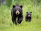 Ai Generated illustration Wildlife Concept of Black Bear (Ursus americanus) Cub on the Move