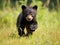 Ai Generated illustration Wildlife Concept of Black Bear (Ursus americanus) Cub on the Move