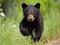 Ai Generated illustration Wildlife Concept of Black Bear (Ursus americanus) Cub on the Move