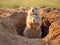 Ai Generated illustration Wildlife Concept of Black-tailed Prairie Dogs