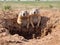 Ai Generated illustration Wildlife Concept of Black-tailed Prairie Dogs