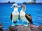 Ai Generated illustration Wildlife Concept of Blue footed booby mating dance