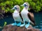 Ai Generated illustration Wildlife Concept of Blue footed booby mating dance