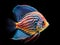 Ai Generated illustration Wildlife Concept of Blue spotted fish Discus