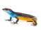 Ai Generated illustration Wildlife Concept of Blue tail skink lizard