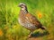 Ai Generated illustration Wildlife Concept of Bobwhite Quail