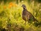 Ai Generated illustration Wildlife Concept of Bobwhite Quail