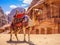 Ai Generated illustration Wildlife Concept of Camel in petra jordan