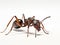 Ai Generated illustration Wildlife Concept of Carpenter ant isolated on white