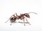 Ai Generated illustration Wildlife Concept of Carpenter ant isolated on white