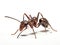 Ai Generated illustration Wildlife Concept of Carpenter ant isolated on white