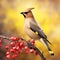 Ai Generated illustration Wildlife Concept of Cedar Waxwing