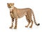 Ai Generated illustration Wildlife Concept of Cheetah - Acinonyx jubatus