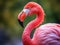 Ai Generated illustration Wildlife Concept of Chilean Flamingo