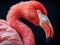 Ai Generated illustration Wildlife Concept of Chilean Flamingo