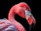 Ai Generated illustration Wildlife Concept of Chilean Flamingo