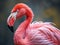 Ai Generated illustration Wildlife Concept of Chilean Flamingo