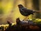 Ai Generated illustration Wildlife Concept of Common Blackbird - Turdus merula at rest.