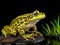 Ai Generated illustration Wildlife Concept of Common Water Frog in front of a white background