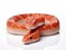 Ai Generated illustration Wildlife Concept of Corn Snake