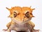 Ai Generated illustration Wildlife Concept of Crested Gecko