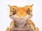 Ai Generated illustration Wildlife Concept of Crested Gecko