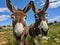 Ai Generated illustration Wildlife Concept of Curious donkeys