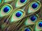 Ai Generated illustration Wildlife Concept of Detail of peacock feather eye