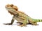 Ai Generated illustration Wildlife Concept of Dragon Lizard