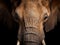 Ai Generated illustration Wildlife Concept of Elephant close up