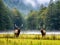 Ai Generated illustration Wildlife Concept of Elk Wildlife Photography in Great Smoky Mountains