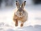 Ai Generated illustration Wildlife Concept of european hare running