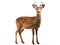 Ai Generated illustration Wildlife Concept of European Roe Deer Capreolus capreolus