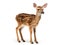 Ai Generated illustration Wildlife Concept of Fawn isolated