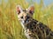 Ai Generated illustration Wildlife Concept of Femal Serval Cub