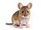 Ai Generated illustration Wildlife Concept of Field Mouse (clipping path)