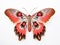 Ai Generated illustration Wildlife Concept of Flying Cecropia moth isolated on white