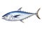 Ai Generated illustration Wildlife Concept of Fresh tuna fish isolated