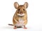 Ai Generated illustration Wildlife Concept of Front view of Wood mouse