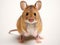 Ai Generated illustration Wildlife Concept of Front view of Wood mouse