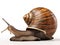Ai Generated illustration Wildlife Concept of Giant African land snail Achatina fulica