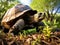 Ai Generated illustration Wildlife Concept of Giant Tortoise