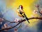 Ai Generated illustration Wildlife Concept of goldfinch perched