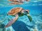 Ai Generated illustration Wildlife Concept of Green sea Turtle Chelonia mydas Caribbean