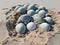 Ai Generated illustration Wildlife Concept of Green sea turtle eggs in sand hole on a beach