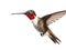 Ai Generated illustration Wildlife Concept of Isolated Ruby-throated Hummingbird