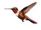 Ai Generated illustration Wildlife Concept of Isolated Ruby-throated Hummingbird