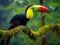 Ai Generated illustration Wildlife Concept of Keel Billed Toucan