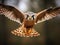 Ai Generated illustration Wildlife Concept of Kestrel In Flight