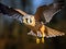 Ai Generated illustration Wildlife Concept of Kestrel In Flight